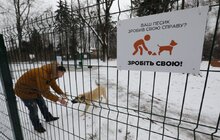Фото 13: У Львові облаштували ще один тренувально-вигульний майданчик для собак