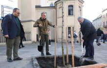 Фото 6: Замість поваленої буревієм тополі – 7 робіній: на площі Катедральній висадили нові дерева