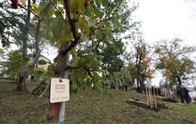 Фото 35: У Львові висадили 96 іменних дерев, присвячених загиблим Героям