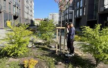 Фото 3: У Шевченківському районі Львова висадили 22 дерева