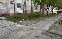 Фото 1: Через сильний вітер у Львові фіксують повалені дерева: комунальники працюють над ліквідацією наслідків
