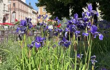 Фото 3: Вербена, рудбекія та ехінацея – на площі Ринок висадили нові квіти