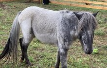 Фото 1: Домівка врятованих тварин евакуювала 171 тварину із дитячої залізниці у Запоріжжі