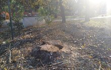 Фото 3: На місці зрізаних аварійних дерев біля цирку висадять нові