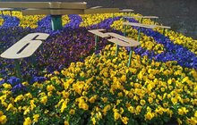 Фото 6: У Львові висадили перші квіти: 1408 штук віол заквітчали «квітковий годинник» біля пл. Митної