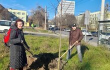 Фото 9: Цієї осені на території Сихівського району посадили 45 дерев та 94 кущі