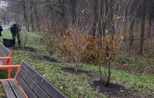 Фото 10: Цієї осені на території Сихівського району посадили 45 дерев та 94 кущі