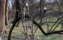 Фото 4: У Стрийському парку висадили 10 кущових магнолій