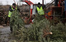 Фото 6: На міській станції компостування переробляють використані новорічні ялинки