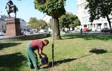 Фото 5: У Львові продовжують чіпувати дерева з допомогою геоінформаційної системи управління зеленими насадженнями Inspectree