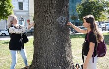 Фото 12: У Львові продовжують чіпувати дерева з допомогою геоінформаційної системи управління зеленими насадженнями Inspectree