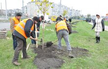 Фото 4: У Сихівському районі стартувала масштабна осіння висадка дерев
