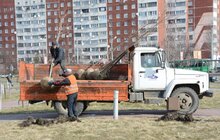 Фото 11: На Сихові висаджують 20 нових дерев, план міста на цей рік — не менше 10 тис зелених насаджень