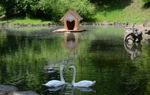 Фото 6: У Стрийському парку з’явилась клумба на воді