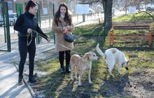 Фото 18: ЛКП «Лев» облаштувало тренувально-вигульний майданчик на вул. Промисловій