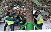 Фото 19: У Львові встановили головну новорічну ялинку: за тиждень її урочисто відкриють