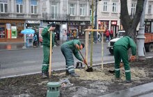 Фото 1: На площі перед Оперним театром висадили 8 платанів