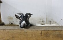 Фото 16: У мерії розглядають можливості комплексного розвитку парку «Знесіння» і Домівки врятованих тварин