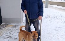 Фото 9: Понад 20 тварин із ЛКП «Лев» знайшли дім у лютому