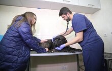 Фото 12: Розпочав роботу перший у Західній Україні банк крові для тварин: унікальний проект ЛКП «Лев» та партнерів