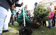 Фото 23: В рамках міжнародного проєкту «Озеленення планети» на площі Соборній висадили перші дерева