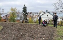 Фото 6: Навесні на Меморіалі пам’яті Героїв Небесної Сотні розквітнуть бузково-фіолетові тюльпани