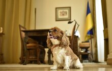 Фото 9: Мер Львова долучився до щорічної акції «Візьми собаку на роботу»