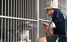 Фото 8: Ветеран без руки щодня вигулює 60 собак з ЛКП «Лев» (відео)