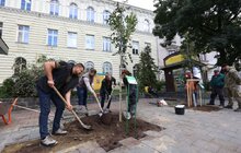 Фото 3: 41 нове дерево висаджують у центральній частині Львова: завдяки спонсорам зможуть закупити 50 дронів