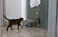 Фото 9: Котячий мер Львова запрошує: у Ратуші облаштували станцію для тварин (відео)