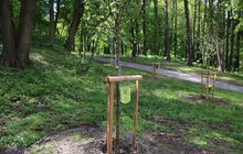 Фото 15: Алея пам'яті Героїв: у львівському парку родичі загиблих військових висадили дерева пам'яті