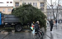 Фото 14: Головну ялинку Львова відвезли на компостування (відео)
