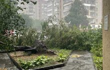 Фото 14: У Львові оперативно ліквідовують наслідки негоди: повалені дерева, обірвані мережі та зміни в русі транспорту (відео)