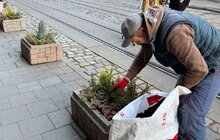 Фото 1: На площі Катедральній у Львові висаджують ялівець і кипариси