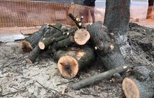 Фото 5: «В підсумку, дерев стане більше, а заміні підлягає трохи більше 40% озеленення вулиці», — О. Сладкова про роботи на вул. Пекарській