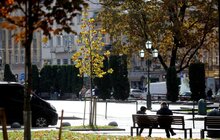 Фото 9: На проспекті Свободи висадили понад 20 кленів-яворів (відео)