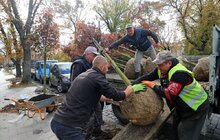 Фото 11: На проспекті Свободи висадили понад 20 кленів-яворів (відео)