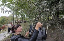 Фото 20: У Львові висадили 96 іменних дерев, присвячених загиблим Героям