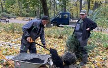 Фото 3: Сьогодні в парку Франка висаджують 6 дерев