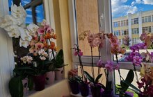 Фото 9: У Львові нагородили власників найгарніших квітучих балконів та підвіконь