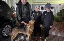 Фото 11: За місяць ЛКП «Лев» прилаштувало 27 тварин