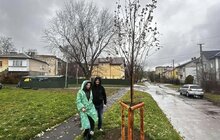 Фото 7: Понад 60 нових дерев висадили в Залізничному районі Львова