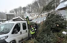 Фото 2: Головну ялинку Львова демонтували: вперше хвоєю святкового дерева ласують кози (відео)