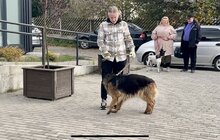 Фото 4: Майже 30 домашніх тварин провакцинували від сказу у Лисиничах