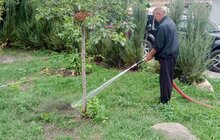 Фото 6: Щоб вберегти молоді дерева від спеки: працівники комунальних підприємств Львова встановлюють спеціальні мішки для поливу