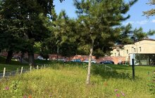 Фото 2: На Меморіалі Небесної Сотні квітує різнотрав’я