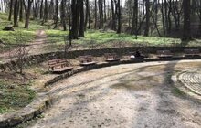 Фото 5: У Стрийському парку висадили 10 кущових магнолій
