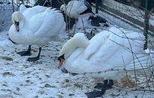 Фото 4: У Стрийському парку достигають банани