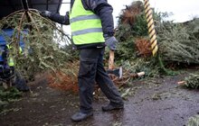 Фото 7: На міській станції компостування переробляють використані новорічні ялинки
