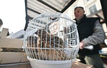 Фото 14: Ікони, шеврони, прикраси, делікатеси з м'яса: сьогодні у Львові стартував Ветеранський ярмарок (відео)